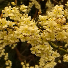 Mountain Pepper, Litsea